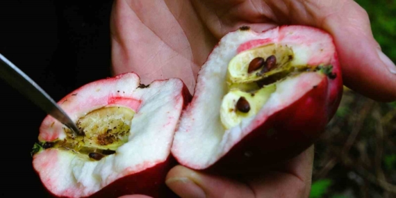 Posof’un Kırmızı İçli Elmasıyla Hasat Sevinci: Sağlık İçin Doğal Şifa