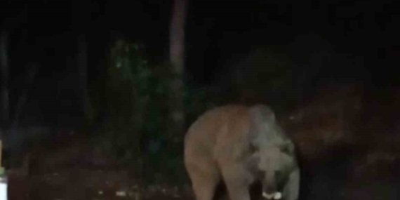 Şantiye Alanında Bırakılan Yiyecekler, Ayının Keyfi: Kiğı’da Yaşanan Olay