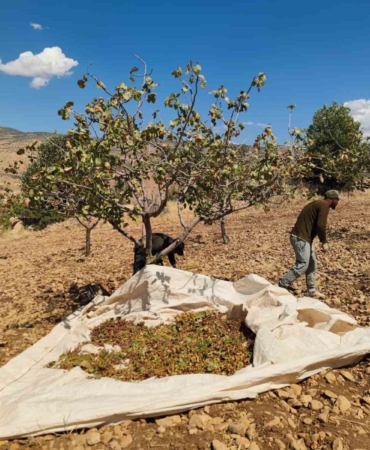 siirt-fistiginda-tehlikeli-sicaklar-ve-kuraklik-verim-kaybini-derinlestirdi-GHmIaEZL.jpg