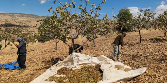 Siirt Fıstığında Tehlikeli Sıcaklar ve Kuraklık Verim Kaybını Derinleştirdi