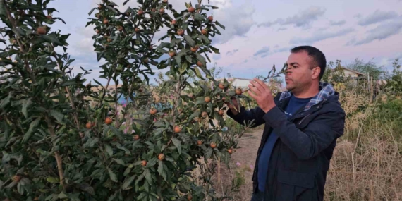Tatvan’da Sıcak ve Soğuk İklime Rağmen Meyve Deneyi: Mehmet Okay’ın Bahçesinde Yeni Umutlar