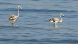 van-golu-havzasinda-flamingo-konaklamasi-iskele-sahilinde-gorsel-solen-yapti-g3CxGauz.jpg