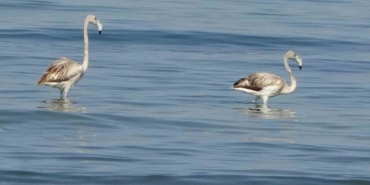 van-golu-havzasinda-flamingo-konaklamasi-iskele-sahilinde-gorsel-solen-yapti-g3CxGauz.jpg