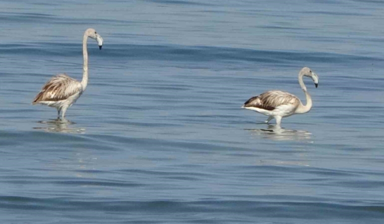van-golu-havzasinda-flamingo-konaklamasi-iskele-sahilinde-gorsel-solen-yapti-g3CxGauz.jpg