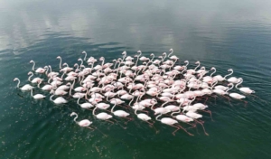 van-golunun-kuzeyindeki-turkuaz-isik-akcira-ve-yarimada-koylerinin-flamingo-cumbusu-fAtJGQau.jpg