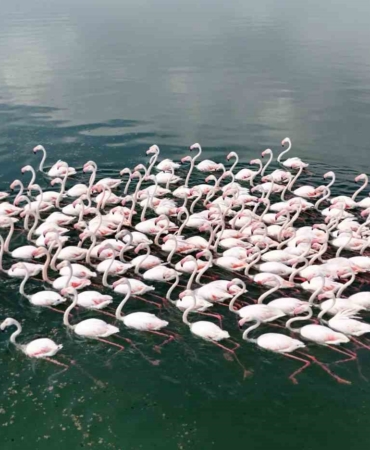 van-golunun-kuzeyindeki-turkuaz-isik-akcira-ve-yarimada-koylerinin-flamingo-cumbusu-fAtJGQau.jpg