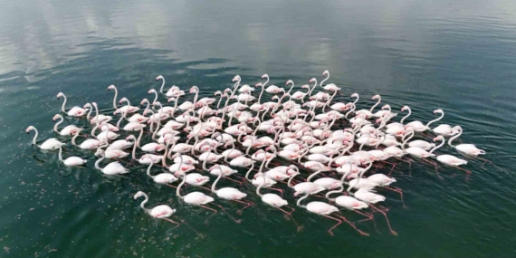 Van Gölü’nün Kuzeyindeki Türkuaz Işık: Akçıra ve Yarımada Köylerinin Flamingo Cümbüşü