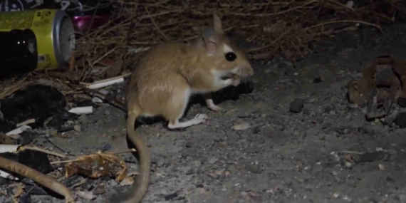 Arap Tavşanı Türkiye’de Nesli Tehlike Altında: Uzundere’de Görüntülenmesi ve Koruma Çağrısı