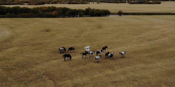 Ardahan’ın Yalık Atları ve Dron Görüntülemeyle Doğa Turizmi Potansiyeli