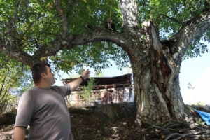aritas-mahallesindeki-620-yilik-ceviz-agacinda-geleneksel-hasat-ve-tarihi-yolculuk-NdjhcVeI.jpg