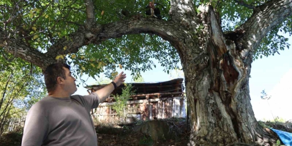 Arıtaş Mahallesi’ndeki 620 Yılık Ceviz Ağacında Geleneksel Hasat ve Tarihi Yolculuk