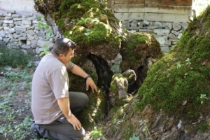 aritastaki-300-yillik-dut-agacinda-insan-silueti-dogal-olusum-ziyaretcileri-buyuluyor-zqhe6qDM.jpg