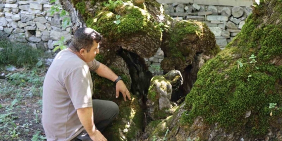 Arıtaş’taki 300 Yıllık Dut Ağacında İnsan Silueti: Doğal Oluşum Ziyaretçileri Büyülüyor