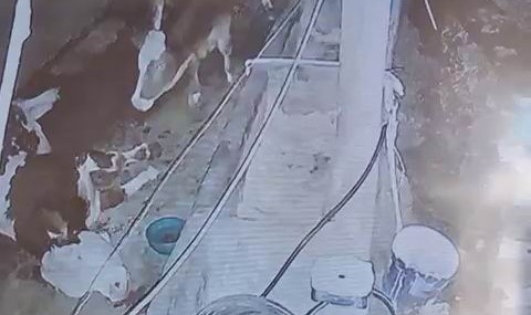 Çermik’te Yıldırım Baskınıyla Gelen Kayıp: 3 İneğin Hayatı Mal-Sevincinden Kopuyor