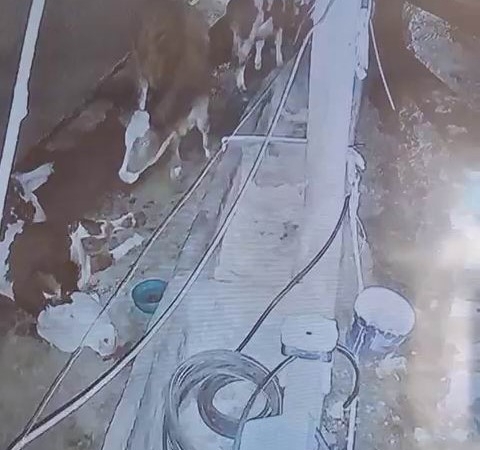 cermikte-yildirim-baskiniyla-gelen-kayip-3-inegin-hayati-mal-sevincinden-kopuyor-rw7gzGgS.jpg