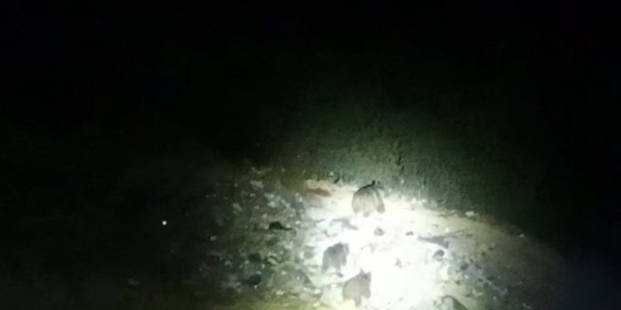 Çukurca’da Yol Kenarında Görülen Ayı Ailesi ve İşçi Kamerasıyla Kaydedilen Anlar