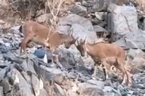 daglica-koyunde-yavru-dag-kecileri-kayaliklarin-neseli-mucadelesi-m8IRHD2n.jpg
