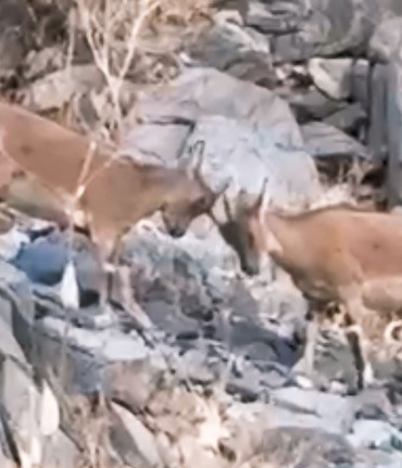 daglica-koyunde-yavru-dag-kecileri-kayaliklarin-neseli-mucadelesi-m8IRHD2n.jpg
