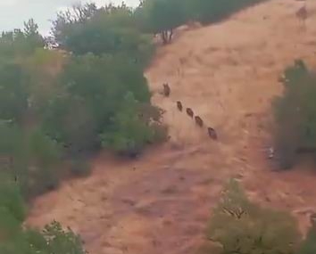 Diyarbakır Çermik’te Yaban Domuzlarına Karşı Dayanışma İçinde Müdahale Çağrısı