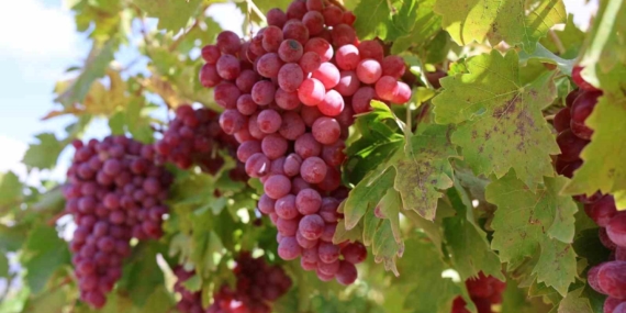 Elazığ’da Ağın Üzümünde Rekor Boyut: 4 Kilogram 700 Gramlık Salkım