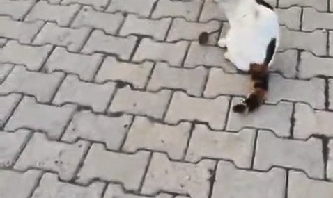 Elazığ’da Kedinin Fareyle Oynama Anı: Cep Telefonuna Yansıyan Görüntüler