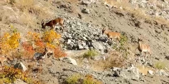 Elazığ’da Koruma Altındaki Dağ Keçilerinin Sürü Halinde Görüntülenmesi