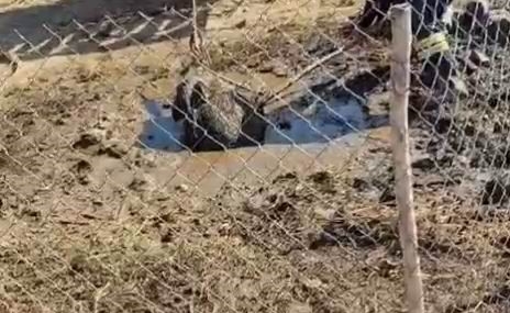 Ergani’de Septik Kuyusuna Düşen Yaban Domuzu Kurtarıldı: Traktör Yardımıyla Çıkartıldı