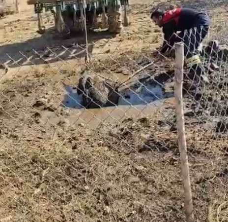 erganide-septik-kuyusuna-dusen-yaban-domuzu-kurtarildi-traktor-yardimiyla-cikartildi-eRNqWycA.jpg