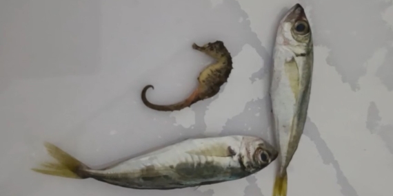 Hakkari’de Balıklar İçinden Denizatı Çıktı: Şaşırtan Keşif ve Bilgilendirme