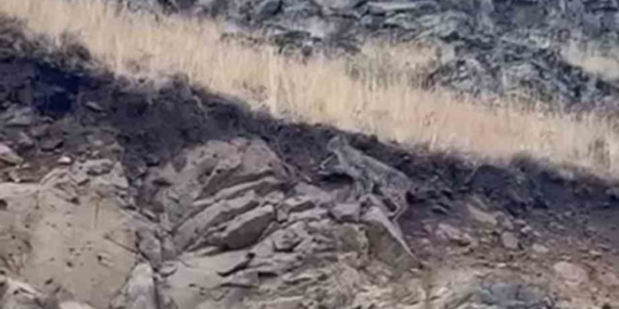 Kars’ta Doğayla İç İçe Anlar: Vaşak Görüntüsü Cep Telefonuna Yansıdı