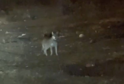 Kars’ta Gece Yarısı Kurt Görülmesi: Şehrin İçindeki Yaban Yaşamı Yeniden Gün Yüzüne Çıktı