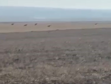 Kars’ta Sabah Saatlerinde Köy İçinde Görülen Kurt Sürüsü