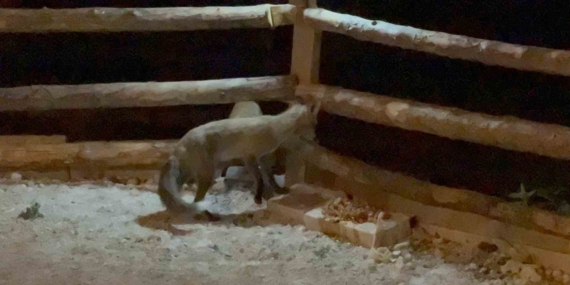 Kars’ta Tilkiler Bahçede: Zeki Gök’ün Misafirperverliği