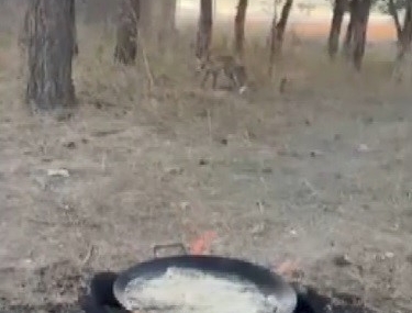 Kışın Şehir Merkezine İnen Tilkiler: Benliahmet Tren İstasyonu’nda Sürpriz Görüntü