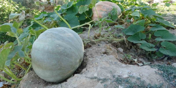 Malatya Zirai Donun Ardından Bal Kabağına Yönelen Çiftçiler: Gelir ve Çeşitlilik İçin Yeni Adım