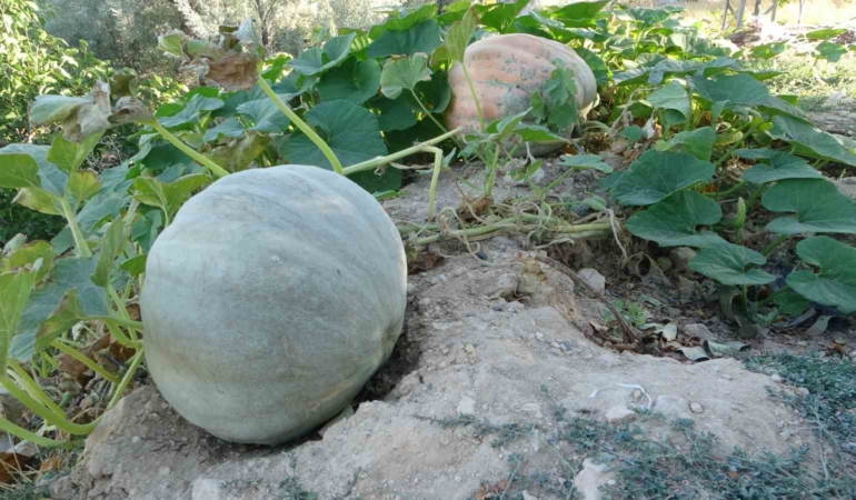 malatya-zirai-donun-ardindan-bal-kabagina-yonelen-ciftciler-gelir-ve-cesitlilik-icin-yeni-adim-J49l8Kpm.jpg