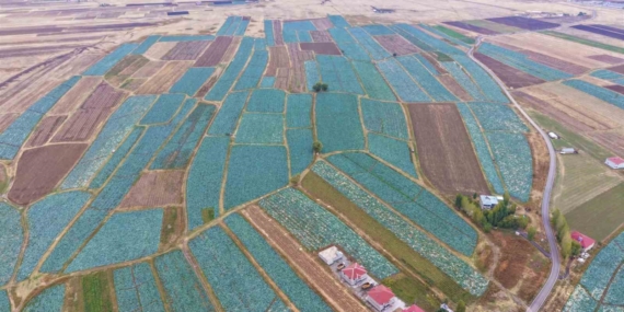 Muş Ovası’nda Lahana Hasadı Hız Kazandı: 3 Bin Dekarda Üretim ve 150 Milyon Liralık Beklenen Katkı