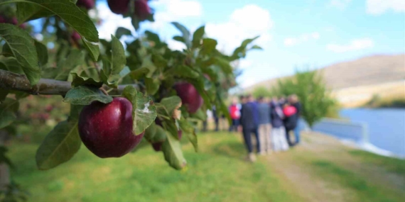 Muş’ta Elma Hasadında 100 Milyon TL’lik Beklenen Gelir ve Köyde Mottonun Etkisi