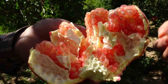 Oğuzeli Narının Hasadı Başladı: Coğrafi İşaretli Nar Yolda ve Pazarlarda