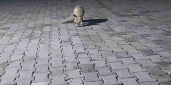 Palu’da Korucuların Kulübede Tilkiyle Beslenme Anı: Güvenlik ve Doğayla Birebir Etkileşim