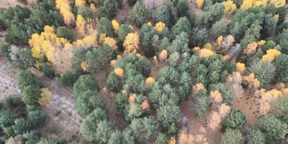 Sarıkamış’ın Sarıçam Ormanlarında Sonbahar Işıltısı: Doğanın Narin Tonlarıyla Büyüleyen Kareler