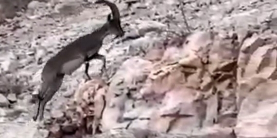 Siirt Eruh’te Nesli Tükenen Tehlikesi Altındaki Yabanı Dağ Keçisi Görüntülendi