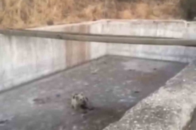sulama-havuzuna-dusen-yavru-ayi-kurtarildi-ve-dogaya-birakildi-Xbywl55O.jpg