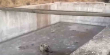 sulama-havuzuna-dusen-yavru-ayi-kurtarildi-ve-dogaya-birakildi-Xbywl55O.jpg