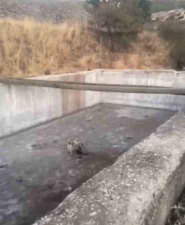sulama-havuzuna-dusen-yavru-ayi-kurtarildi-ve-dogaya-birakildi-Xbywl55O.jpg