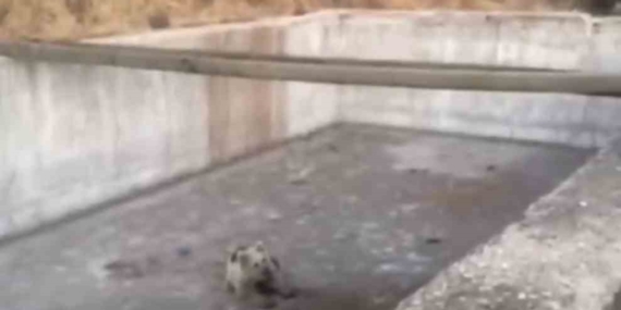 Sulama Havuzuna Düşen Yavru Ayı Kurtarıldı ve Doğaya Bırakıldı