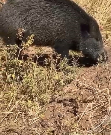 sutluce-koyunde-gorulen-domuz-sivri-dusunce-ve-cep-telinde-kayda-gecen-anlar-xH8jHTiV.jpg