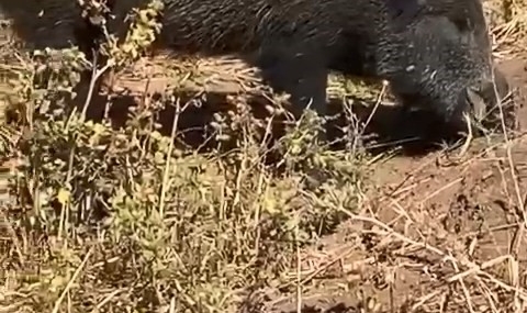 Sütlüce Köyü’nde Görülen Domuz: Sivri Düşünce ve Cep Telinde Kayda Geçen Anlar