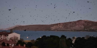 tatvanin-gokyuzunde-toplu-karga-ucuslari-mevsimsel-gocun-izleri-ISgYLUby.jpg