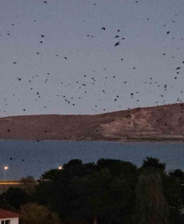 tatvanin-gokyuzunde-toplu-karga-ucuslari-mevsimsel-gocun-izleri-ISgYLUby.jpg
